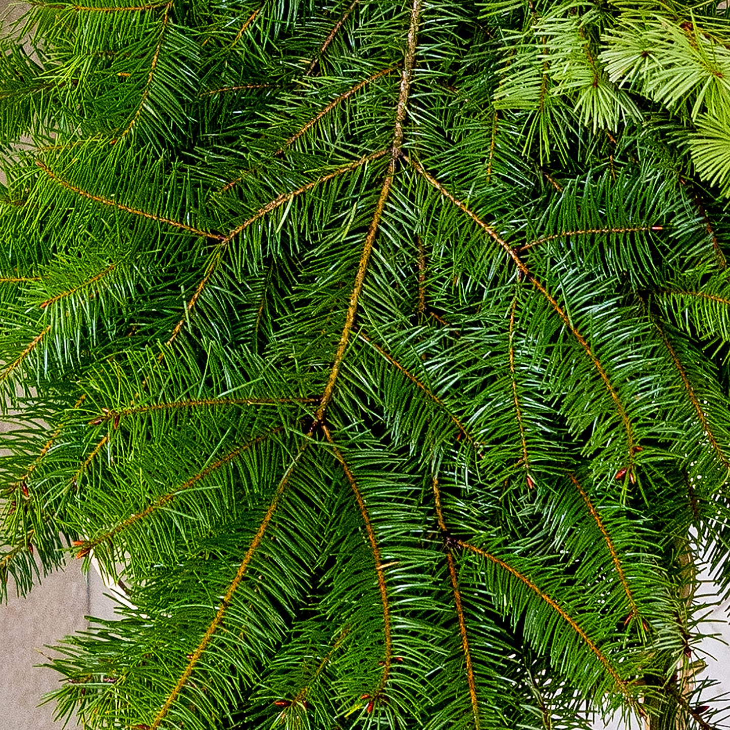 Douglas Fir