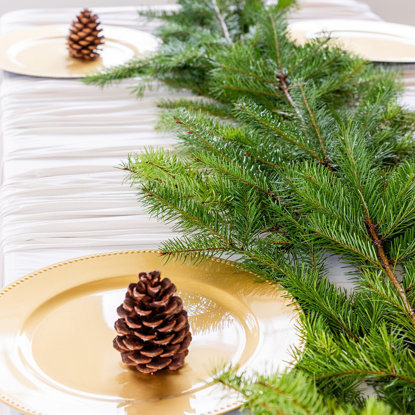 Douglas Fir