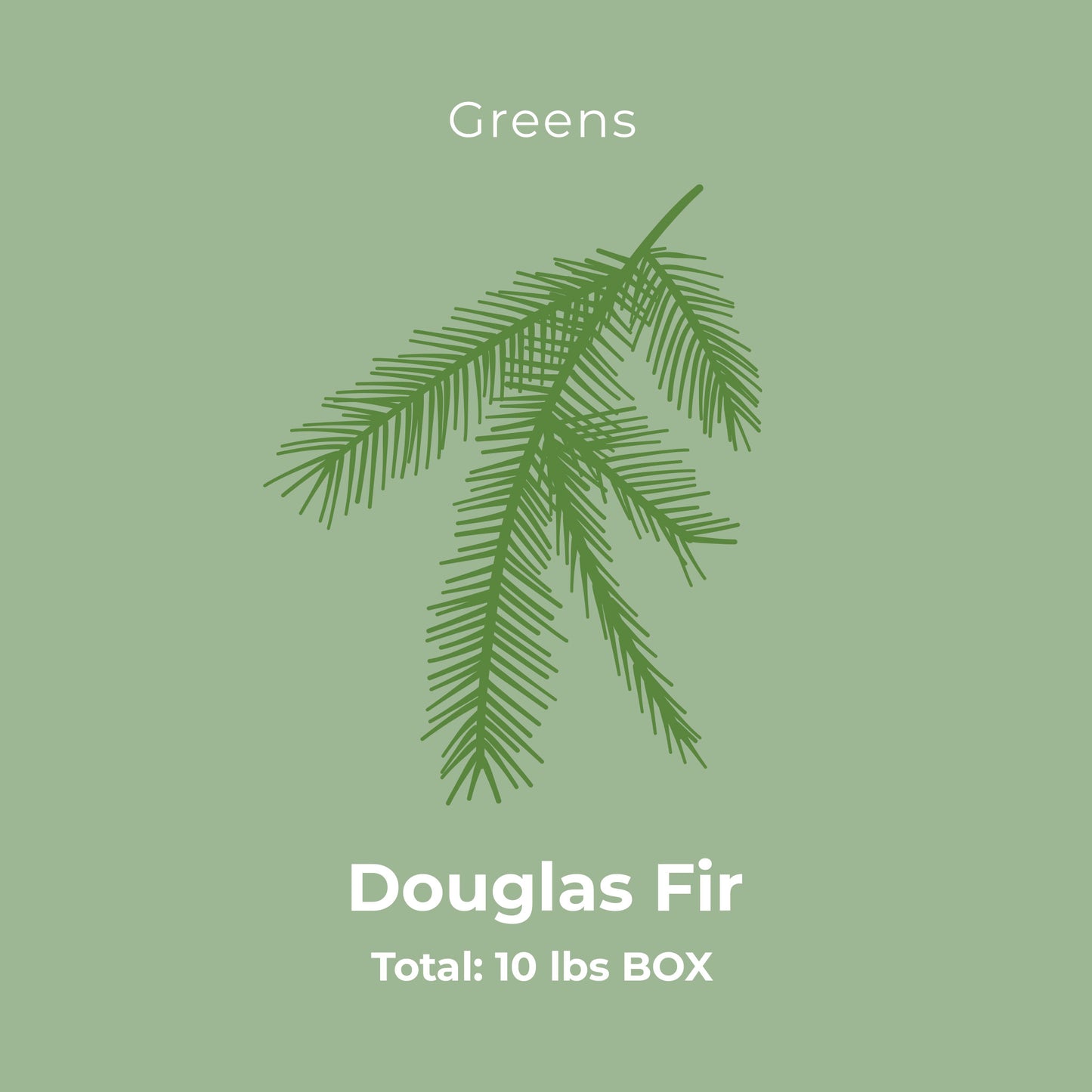Douglas Fir