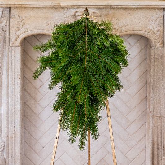 Douglas Fir