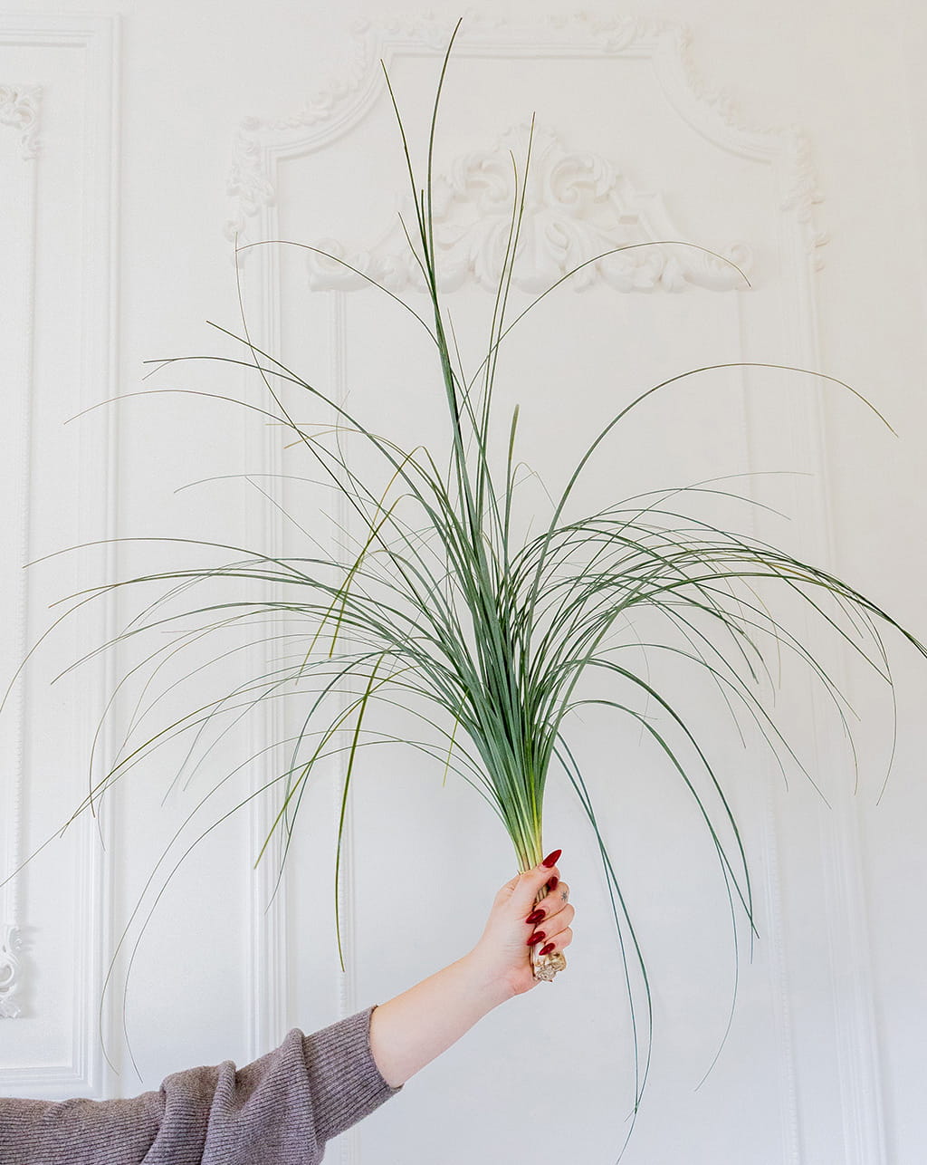 Beargrass wholesale greenery bunches 30 to 33 inch stems for floral arrangements event decor and bouquet design