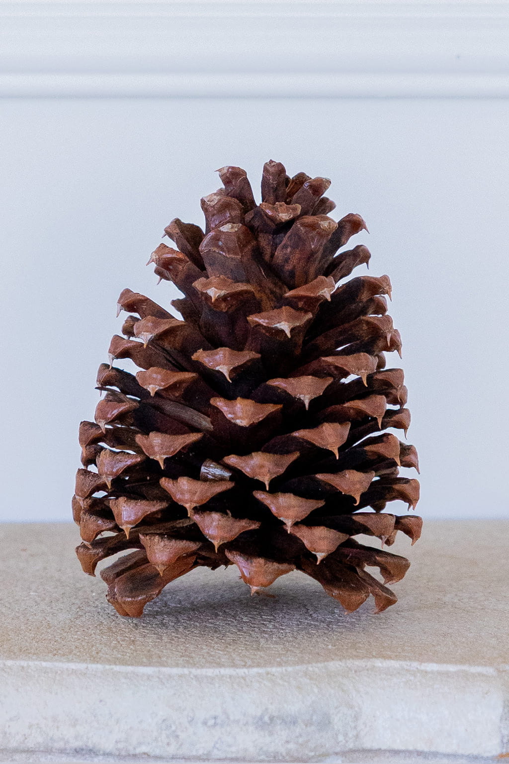 Jeffrey pine cones 5 to 8 inch wholesale 70 per case for Christmas decor wreath making and natural holiday decoration