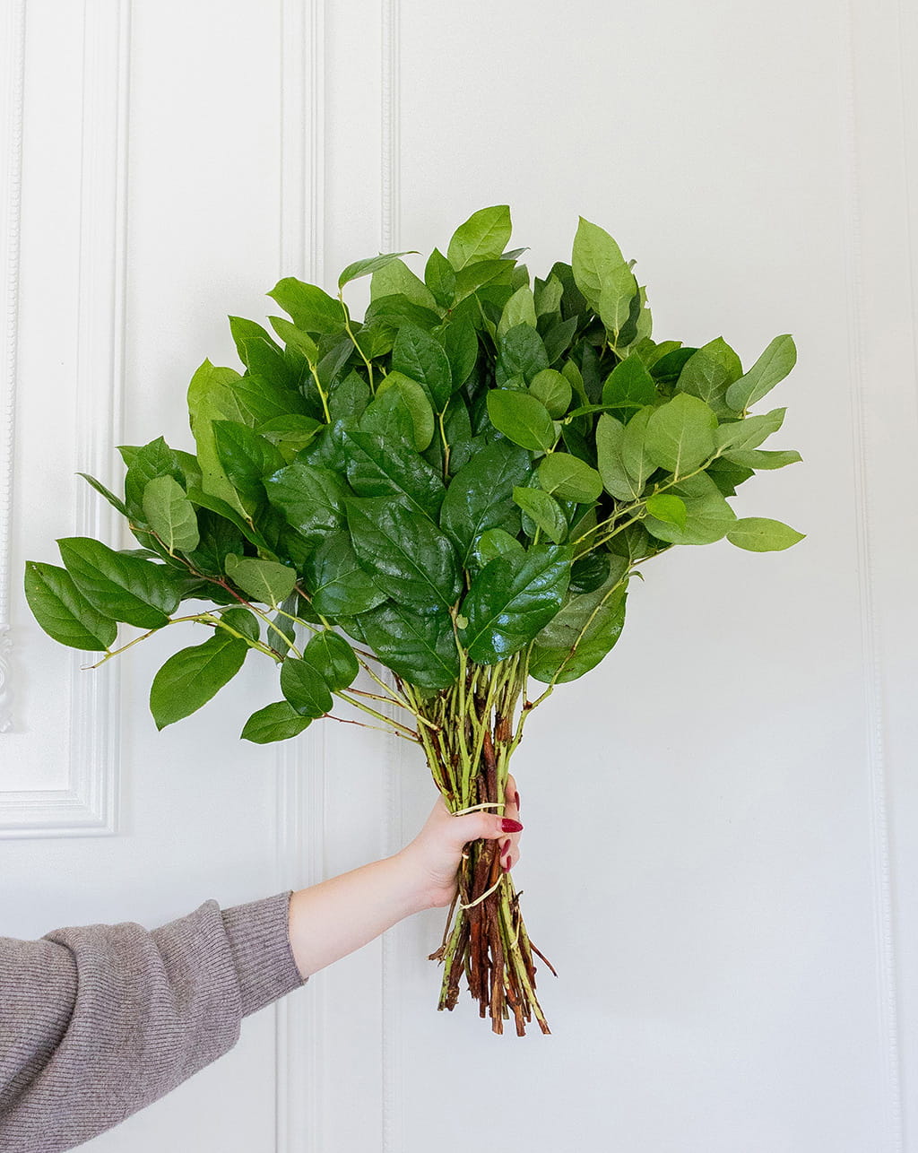 Long salal lemon leaf wholesale greenery bunches 24 to 26 inch stems for floral arrangements centerpieces and bouquet design