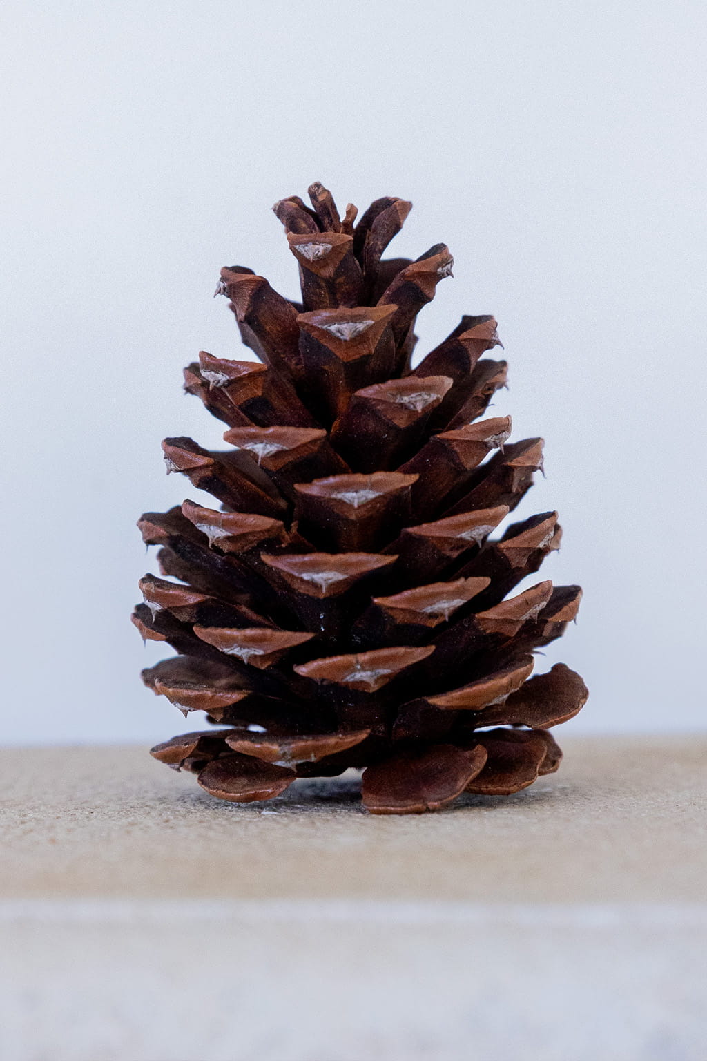 Ponderosa pine cones 3 to 5 inch wholesale 100 per case for Christmas decor wreath making and natural holiday decoration