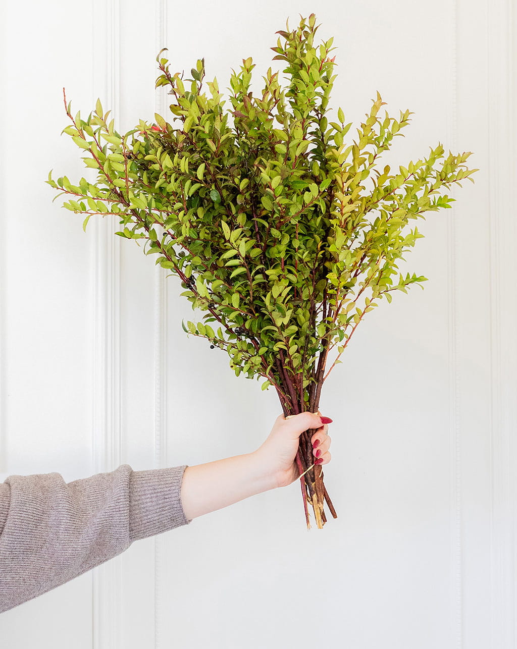 Red huckleberry wholesale greenery bunches 24 to 27 inch stems for floral arrangements wedding decor and bouquet fillers