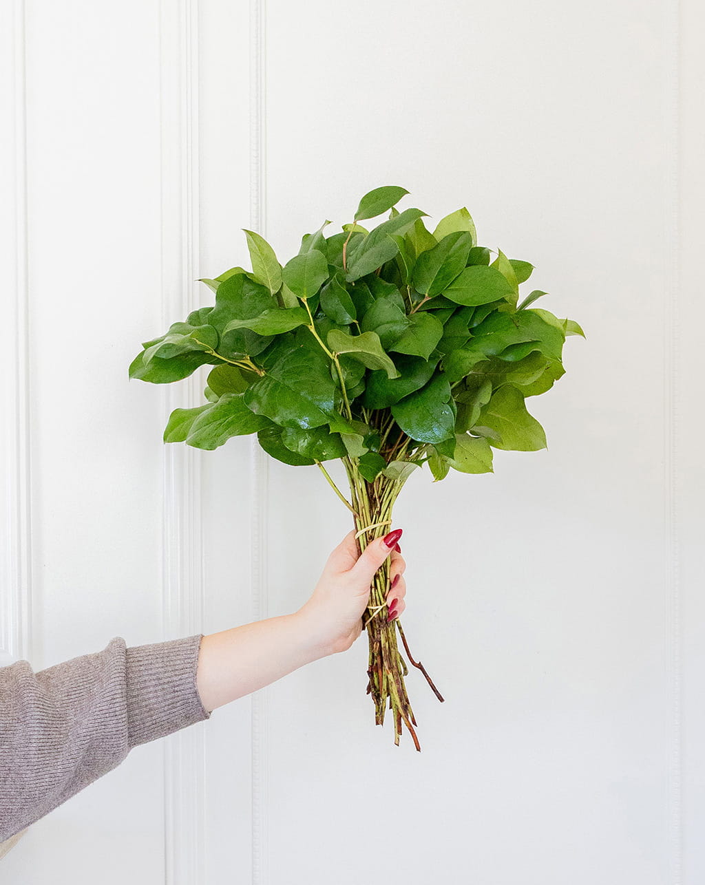 Tips salal lemon leaf wholesale greenery bunches 16 to 20 inch stems for floral arrangements bouquet fillers and event decor